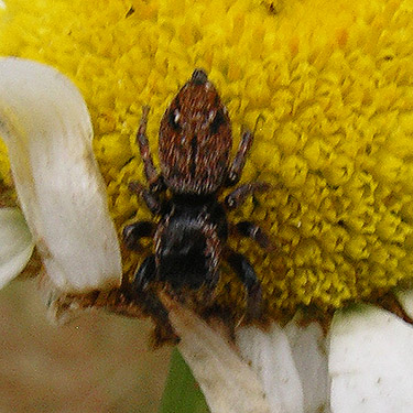 jumping spider Evarcha proszynskii on daisy, center of Birch Point peninsula, Whatcom County, Washington
