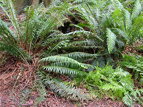 sword fern understory Polystichum munitum, Birch Point, Whatcom County, Washington