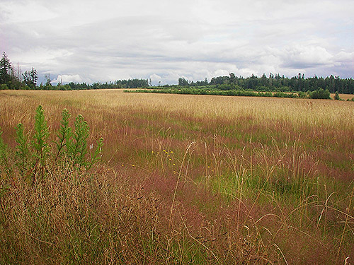 grassland habitat, center of Birch Point peninsula, Whatcom County, Washington