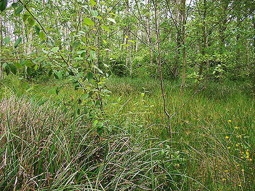 grass and sedge in a grove, center of Birch Point peninsula, Whatcom County, Washington