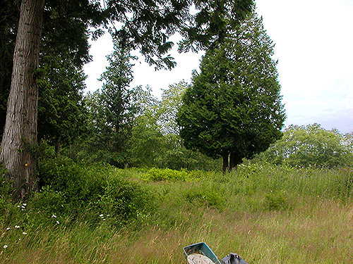 habitats in tree grove, center of Birch Point peninsula, Whatcom County, Washington