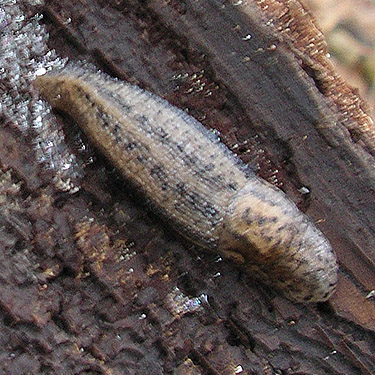 slug Limax maximus, Birch Point, Whatcom County, Washington