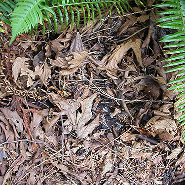leaf litter, Birch Point, Whatcom County, Washington