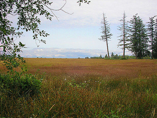 vast grassy plain, center of Birch Point peninsula, Whatcom County, Washington