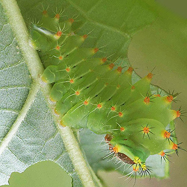 polyphemus moth larva Antheraea polyphemus, center of Birch Point peninsula, Whatcom County, Washington