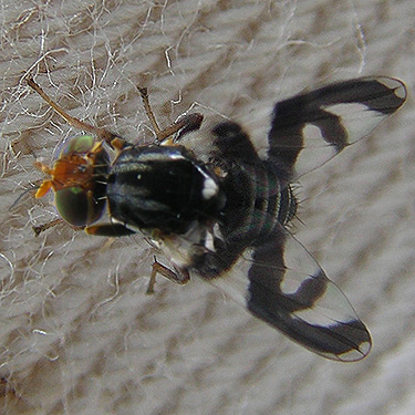 Rhagoletis-like tephritid fly showing salticid spider mimicry, center of Birch Point peninsula, Whatcom County, Washington
