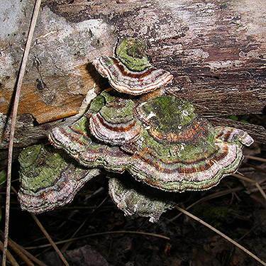 shelf fungus in a grove, center of Birch Point peninsula, Whatcom County, Washington