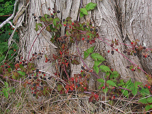trailing blackberry Rubus ursinus, center of Birch Point peninsula, Whatcom County, Washington