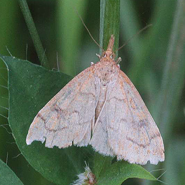 crambid/pyralid moth Udea profundalis, center of Birch Point peninsula, Whatcom County, Washington