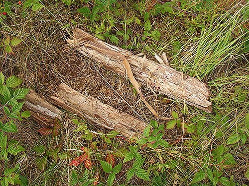 dead wood habitat, center of Birch Point peninsula, Whatcom County, Washington