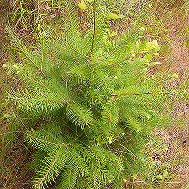 Very young Douglas-fir in grassland, center of Birch Point peninsula, Whatcom County, Washington