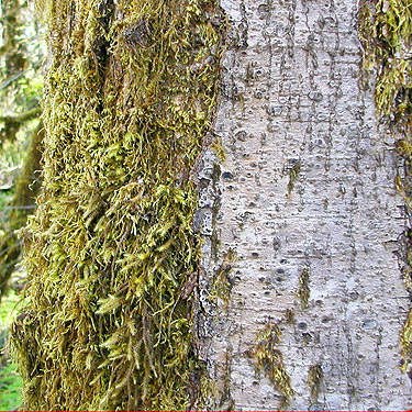 moss on alder trunk, Brooklyn Road in north Doty Hills, Grays Harbor County, Washington