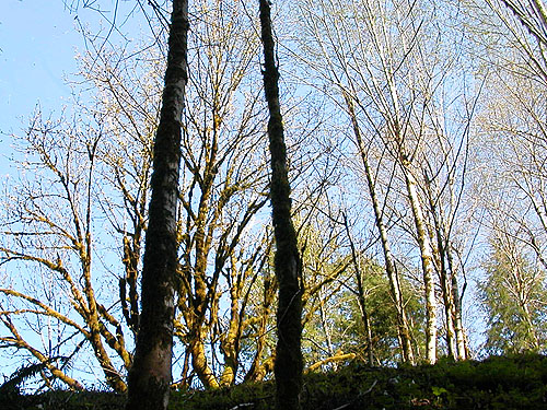 early spring maples & alders, Brooklyn Road in north Doty Hills, Grays Harbor County, Washington