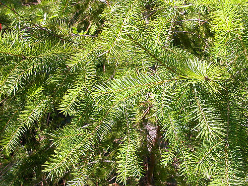 Douglas-fir foliage, Brooklyn Road, N Doty Hills, Grays Harbor County, Washington