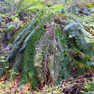 sword fern understory, Brooklyn Road, N Doty Hills, Grays Harbor County, Washington