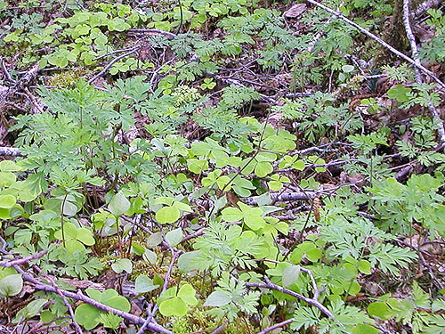 Oxalis and Dicentra in understory, Brooklyn Road, N Doty Hills, Grays Harbor County, Washington