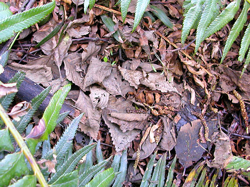 alder leaf litter, Brooklyn Road in north Doty Hills, Grays Harbor County, Washington