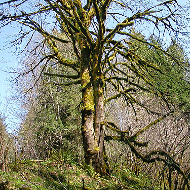 bigleaf maple tree, Brooklyn Road in north Doty Hills, Grays Harbor County, Washington
