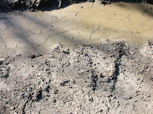 roadside mud, Brooklyn Road, N Doty Hills, Grays Harbor County, Washington