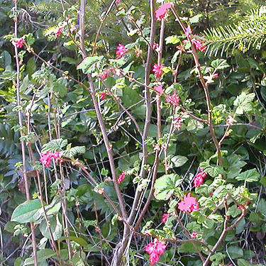 Ribes shrub in bloom, Brooklyn Road, N Doty Hills, Grays Harbor County, Washington