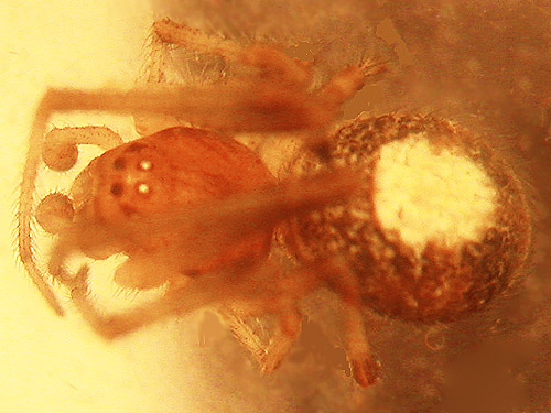 Theridion simile spider, Brooklyn Road, N Doty Hills, Grays Harbor County, Washington