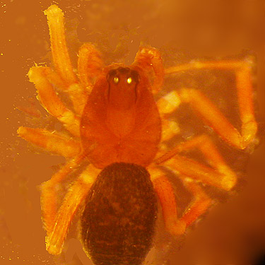Male microspider Tapinocyba dietrichi, Brooklyn Road in north Doty Hills, Grays Harbor County, Washington