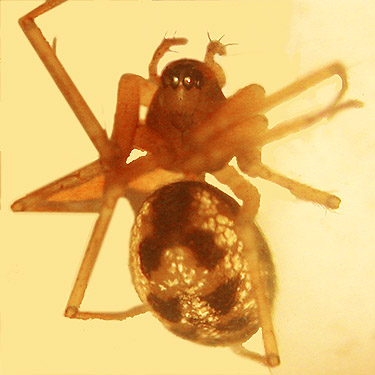 microspider Lepthyphantes tenuis from roadside, Brooklyn Road, N Doty Hills, Grays Harbor County, Washington