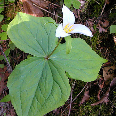 white Trillium ovatum, Brooklyn Road, N Doty Hills, Grays Harbor County, Washington