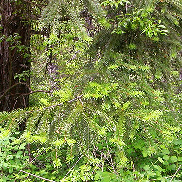 Douglas-fir foliage, Blewett townsite, near Blewett Pass, Chelan County, Washington
