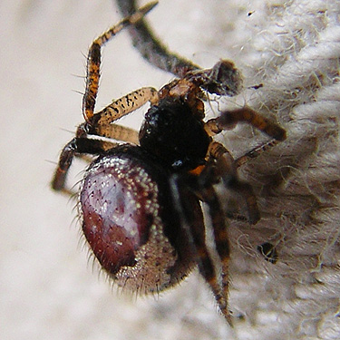 spider Euryopis formosa from Douglas-fir cones, Blewett townsite, near Blewett Pass, Chelan County, Washington