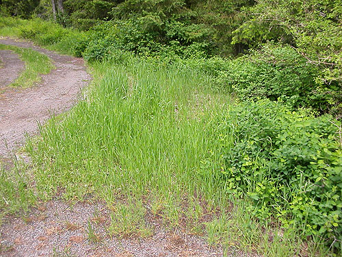 grassy field habitat, Blewett townsite, near Blewett Pass, Chelan County, Washington