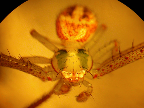 male flower crab spider Misumenops (Mecaphesa) sierrensis, from Blewett townsite, near Blewett Pass, Chelan County, Washington