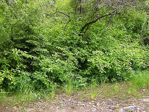 lush shrubs, Blewett townsite, near Blewett Pass, Chelan County, Washington