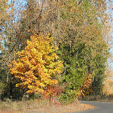 Fall color near Blue Creek Boat Launch, Cowlitz Trout Hatchery, Lewis County, Washington