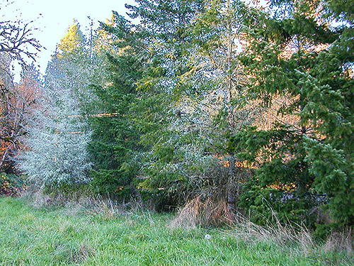 conifers at edge of field, Cowlitz Trout Hatchery, Lewis County, Washington