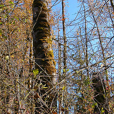 cottonwood tree, Blue Creek Boat Launch, Cowlitz Trout Hatchery, Lewis County, Washington