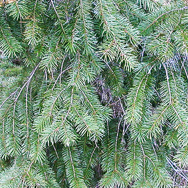Douglas-fir foliage, Cowlitz Trout Hatchery, Lewis County, Washington