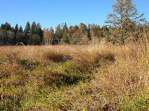 large grassy field, Cowlitz Trout Hatchery, Lewis County, Washington