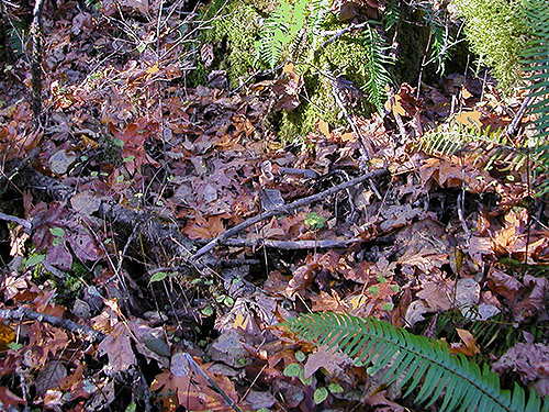 maple-cottonwood leaf litter, near Blue Creek Boat Launch, Cowlitz Trout Hatchery, Lewis County, Washington