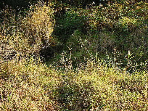 marsh on Alexander Creek, Cowlitz Trout Hatchery, Lewis County, Washington