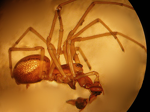 Pachygnatha dorothea spider from marsh, Alexander Creek, Cowlitz Trout Hatchery, Lewis County, Washington