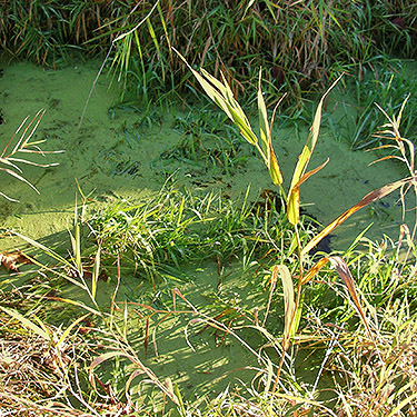 pond scum in marsh on Alexander Creek, Cowlitz Trout Hatchery, Lewis County, Washington