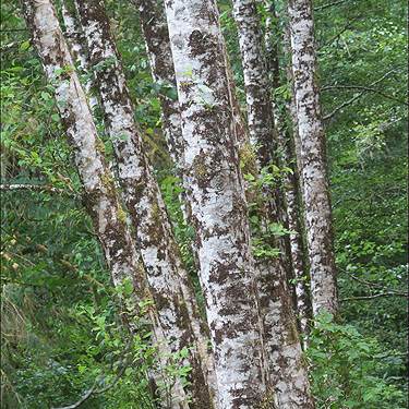 alder trunks, Blue Slough near Cosmopolis, Grays Harbor County, Washington