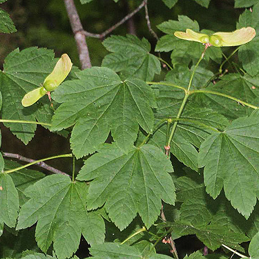 vine maple Acer circinatum, Blue Slough near Cosmopolis, Grays Harbor County, Washington