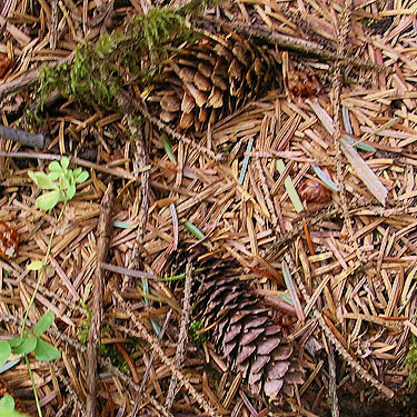 sitka spruce cones, Blue Slough near Cosmopolis, Grays Harbor County, Washington