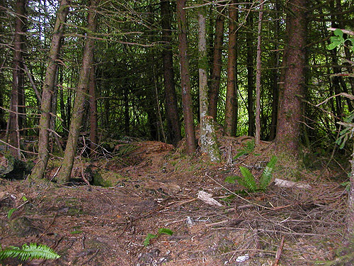 deep shade in sitka spruce grove, Blue Slough near Cosmopolis, Grays Harbor County, Washington