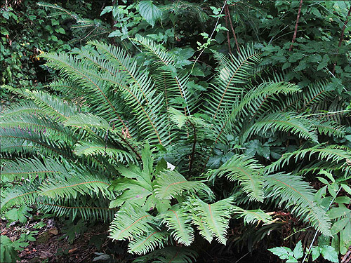 sword fern Polystichum munitum, Blue Slough near Cosmopolis, Grays Harbor County, Washington