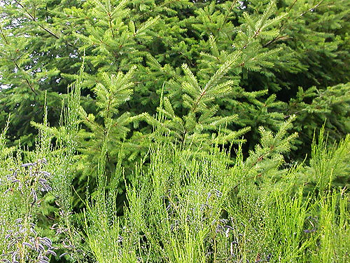 Douglas-fir Pseudotsuga menziesii, tree farm, Little North River Valley near Cosmopolis, Grays Harbor County, Washington