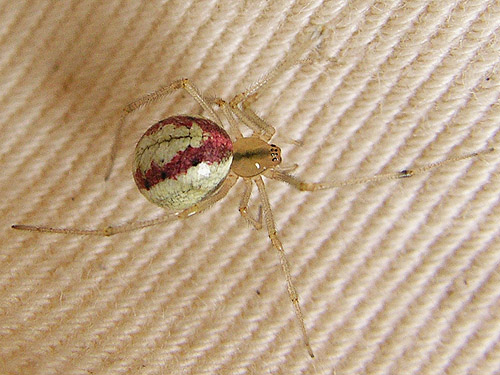 redimita phase of cobweb weaver spider Enoplognatha ovata, tree farm, Little North River Valley near Cosmopolis, Grays Harbor County, Washington