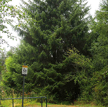 sitka spruce tree Picea sitchensis, Blue Slough near Cosmopolis, Grays Harbor County, Washington